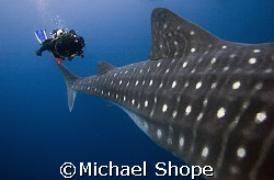 This is a good example of the size of a whale shark. With... by Michael Shope 